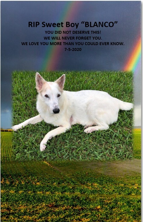  RIP - 7-5-2020 ″Blanco″ - Run free precious boy - you deseerved better. You were loved by many.