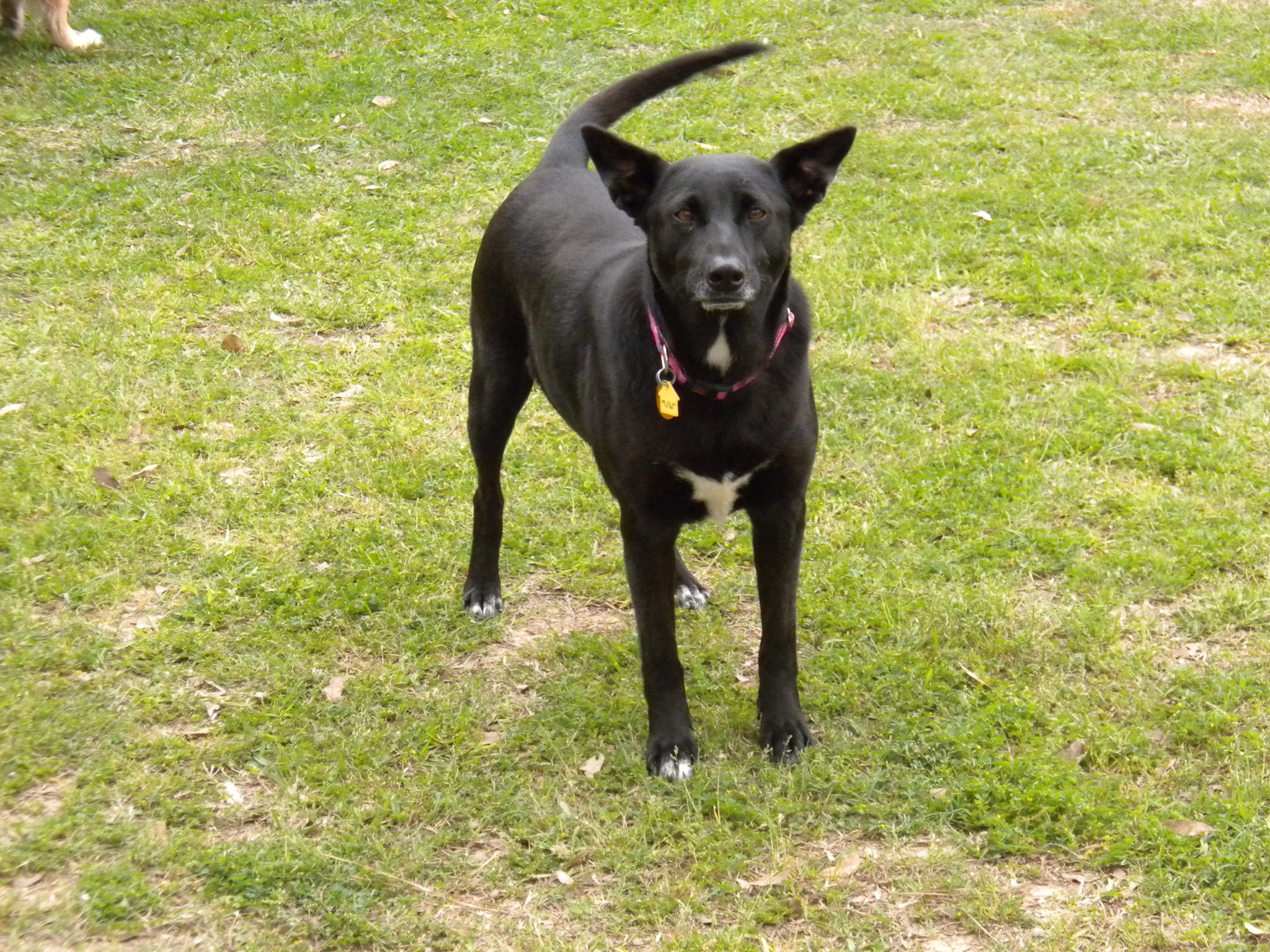  RIP - 9-13-2021 ″Gypsy″ - Run like the wind again sweet girl! No more pain. We LOVE and MISS you!