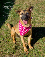 RIP - 2-16-2013 ″Jenny″ - Run free baby girl - you are now out of the kennel....