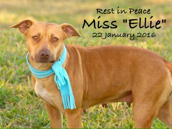  RIP - 1-22-2016 ″Ellie″ - Run free sweet girl - you are out of the kennel and home now --- watch over your baby ″Elissa″....