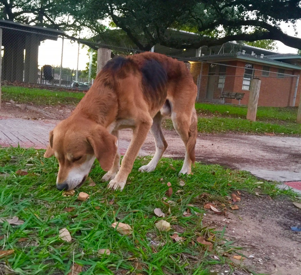 "Frankie" ADOPTED 5-19-16