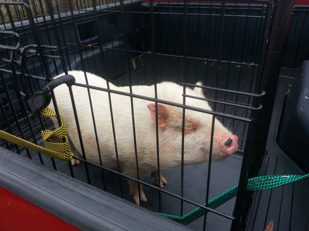 This little "Piggy" was trapped by FPA and taken under the wing of "TNT" Rescue in Friendswood 1-7-2016