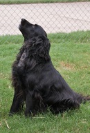  April Plemons with the Houston News Examiner Does Article August 29, 2013 for The Forgotten Pet Advocates, featuring ″Becca″ - Tossed over a kennel fence - Left for Dead.