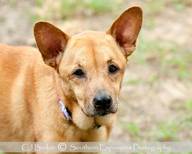  RIP - 10-12-2012 ″Violet″ - ″Run Free Precious Girl, we are sorry you were in a lonely kennel and not a home....WE WILL NEVER FORGET YOU″.